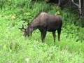 Newfoundland Moose