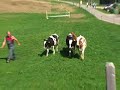border collies switzerland