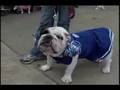 Bulldog-Beauty-Conte