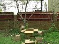 Box Pigeons