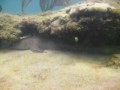 Nurse Shark in Lauderdale-by-the-Sea