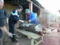 matanza_gorrino_yuste-guijarro_02