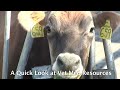 A Super Quick Look at Veterinary Medical Resources: cows, cattle, heifers, bovines (UC Davis)