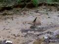 Two Cottonmouth Snakes Courting-From Afar