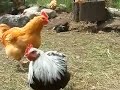 Kitchen Garden Farm Kitchen Garden Farm
