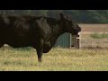 Cow-calf corner: Review calving season and make improvements