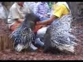 Graciosos roedores by Animales de Cine Fauna y Acción Graciosos roedores by Animales de Cine Fauna y Acción