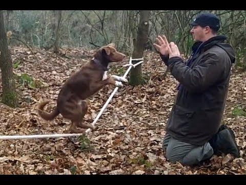 Chú chó có khả năng đứng thăng bằng trên dây