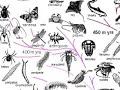 The Evolutionary Model The Evolutionary Model