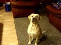 videos de Dog fetches bottle of wine