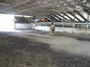 First Time Ever Doing Dressage (Tagged Info Too)