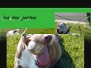 pit bull bogota pitbull vrs bull terry bogota tintal pit bull bogota pitbull vrs bull terry bogota tintal