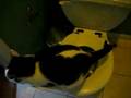 トイレを使う猫
