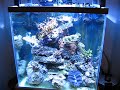 60gallon sps reef tank
