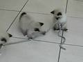 Kitten - fast 2 Monate 1