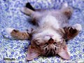 Mi unico amor - nestor en bloque
