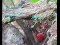 videos de Man vs. Lipid