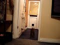 bengal-cat-playing-fetch-2