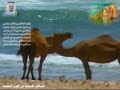 مفاجئة خادم الحرمين الشريفين في قمة الكويت