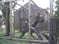 Tyson the Kangaroo - WSPA Canada