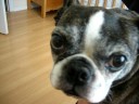 Dogbook Movie: One minute in the life of Sammo