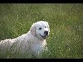 Inchabbey Golden retrievers