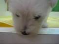 ウエスティーの愛称で誰からも愛される人気犬種！