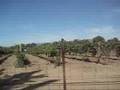 Sonoma Chemtrails 8-29-2008