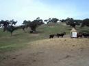 www.ganaderiaelparralejo.com Ganaderia de Toros Bravos