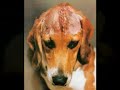 Les conditions ihumaines des animaux