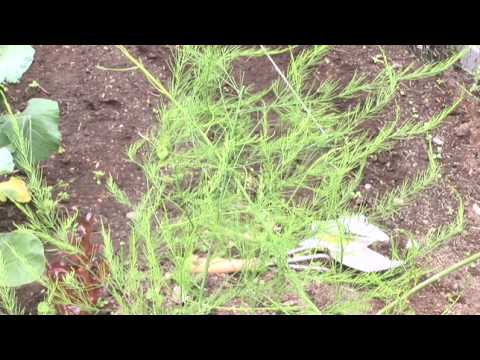 how to fertilize asparagus organically