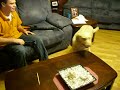 MY DOG SADIE. DRUNK LOL