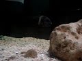 Tropheus duboisi kigoma Tropheus duboisi kigoma