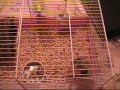 Funny Hamster
