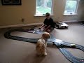 Lhasa Apso vs Slot Cars Lhasa Apso vs Slot Cars