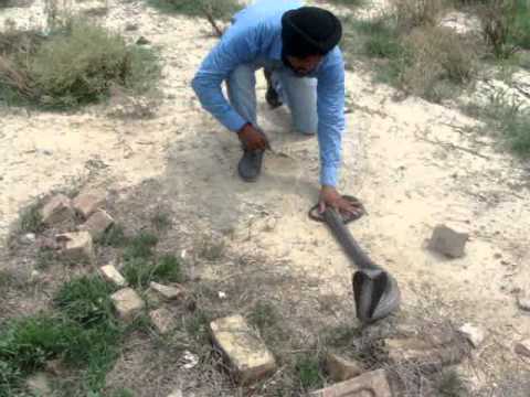 cobrasnake - malout video,malout news video,snake video,malout ,vikram,how to catch a snake,snake,all malout videos,malout videos,all malout videos,malout videos snake vi...