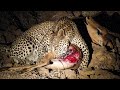 Mama Tembo Tours Night Safari Luangwa NP ...