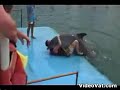 Dolphin hump...