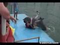 Dolphin hump...