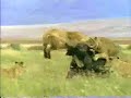 ONE Buffalo Takes on SIX Lions ONE Buffalo Takes on SIX Lions