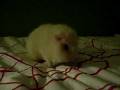 videos de Guinea pig eating Salad