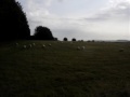 Amesbury Countryside