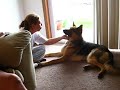 A Well Trained German Shephard