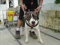 game dog 2
