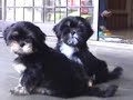 Watch the Dogs and Be Happy