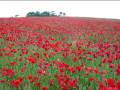 Britten - War Requiem - Libera me Pt. 3-3