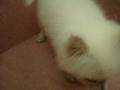 videos de 09/05 狐狸狗 spitz -公幼犬-日新犬舍