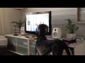 Saluki watching a movie - YouTube