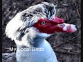 My Birds