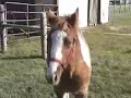 PMU Rescue Horse